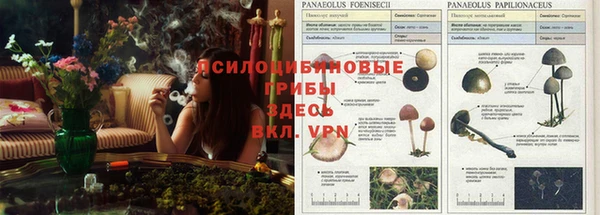 дурь Алексеевка